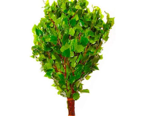 Веник березовый